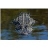 Image 1 : Alligator Tanning