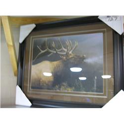 Framed Print "elk"