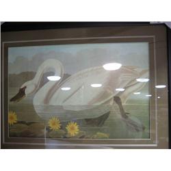 Framed Print "swan"