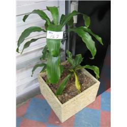 Potted Plant