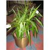 Image 1 : Potted Plant