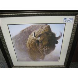 Framed Print "bison Chief" By Robert Bateman
