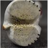Image 8 : ZUNI ANTLER FETISH (TROY SICE)