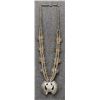 Image 7 : ZUNI NECKLACE (DELPHINA TSADIAS)