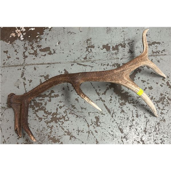 6 POINT ELK ANTLER SHED APPROX 3.5FT LONG