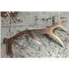 Image 1 : 6 POINT ELK ANTLER SHED APPROX 3.5FT LONG