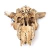 Image 4 : Painted Native American Buffalo Skull