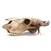 Image 5 : Painted Native American Buffalo Skull