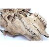 Image 6 : Painted Native American Buffalo Skull