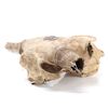 Image 9 : Painted Native American Buffalo Skull