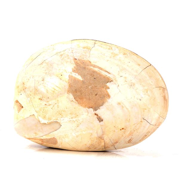 Ancient Fossilized Complete Clam Shell