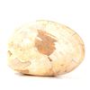 Image 1 : Ancient Fossilized Complete Clam Shell