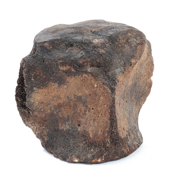 Massive Fossil Vertebrate, 8 Lbs!