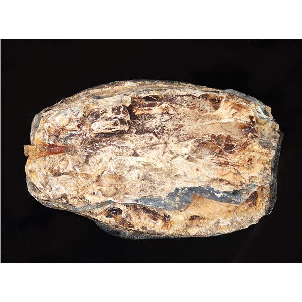 Large Slab of Wooly Mammoth Tooth Section