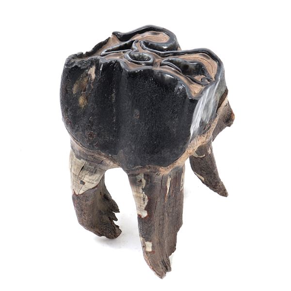 Ancient Fossilized Wooly Mammoth Tooth