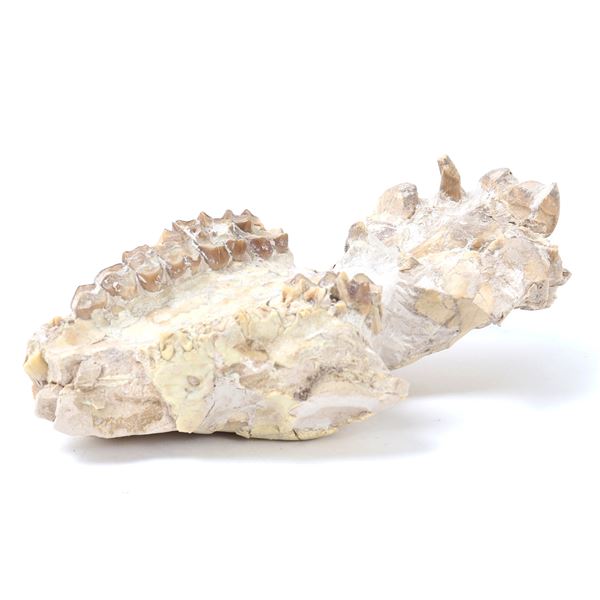 Ancient Phosphatherium Fossilized Mandible Section