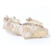 Image 2 : Ancient Phosphatherium Fossilized Mandible Section