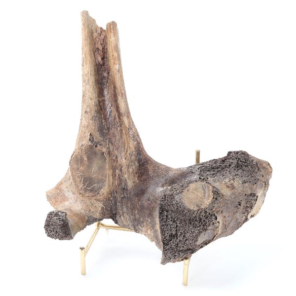 Well Preserved Ancient Fossilized Dinosaur Bone