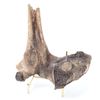 Image 1 : Well Preserved Ancient Fossilized Dinosaur Bone