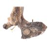 Image 5 : Well Preserved Ancient Fossilized Dinosaur Bone