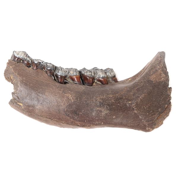 Fantastic Woolly Mammoth Mandible Section w/Teeth