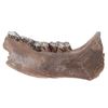 Image 1 : Fantastic Woolly Mammoth Mandible Section w/Teeth