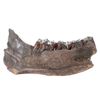 Image 2 : Fantastic Woolly Mammoth Mandible Section w/Teeth