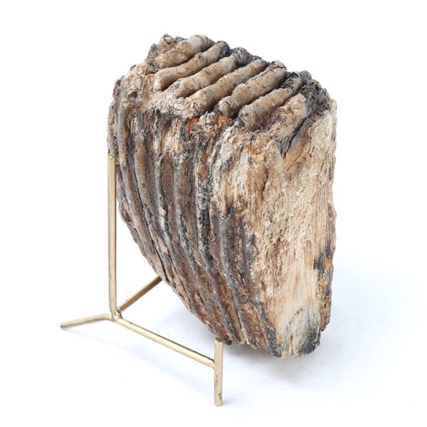 Large Mammoth Molar, Pleistocene Epoch