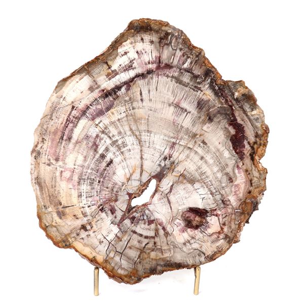 Gorgeous Petrified Wood Slab