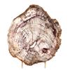 Image 1 : Gorgeous Petrified Wood Slab