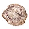 Image 3 : Gorgeous Petrified Wood Slab