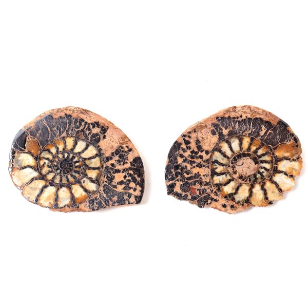Gorgeous Ancient Fossilized Pair of Ammonite Fossils