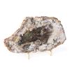 Image 3 : Gorgeous Petrified Wood Slab w/Stand