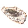 Image 5 : Gorgeous Petrified Wood Slab w/Stand
