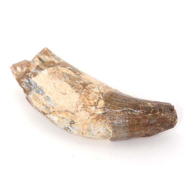 Fossilized Spinosaurus Claw