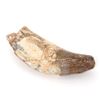 Image 1 : Fossilized Spinosaurus Claw