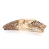Image 2 : Fossilized Spinosaurus Claw
