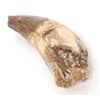 Image 3 : Fossilized Spinosaurus Claw