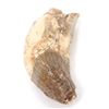 Image 4 : Fossilized Spinosaurus Claw
