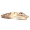 Image 5 : Fossilized Spinosaurus Claw