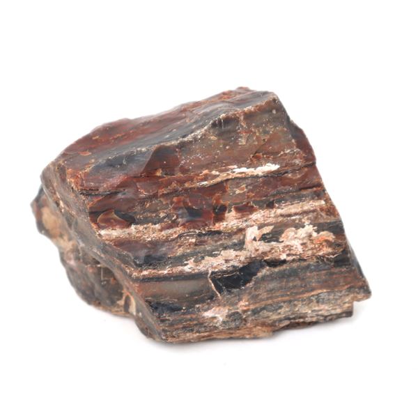 Wonderful Petrified Wood Section