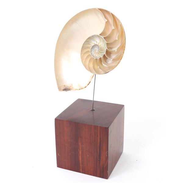 Mounted Nautilus Half Shell
