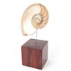 Image 1 : Mounted Nautilus Half Shell