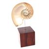 Image 2 : Mounted Nautilus Half Shell
