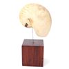 Image 4 : Mounted Nautilus Half Shell