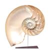 Image 5 : Mounted Nautilus Half Shell