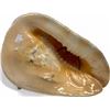 Image 1 : Large Seashell Conch Table Lamp