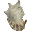 Image 2 : Large Seashell Conch Table Lamp