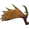 Image 1 : Vintage 6 Point Antler (1 Broken)
