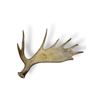 Image 2 : Vintage 6 Point Antler (1 Broken)